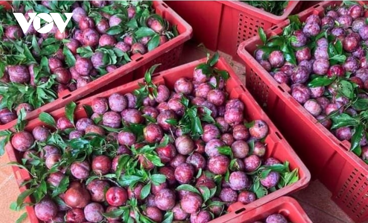 Over 100 tonnes of Son La plum sold on Postmart e-commerce platform